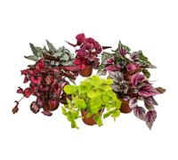 Begonia Beleaf Mix - Bégonia à feuilles - Lot de 6 - Plante d’intérieur - Facile d'entretien - Pot ⌀12 cm - 20-25 cm