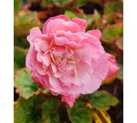 Begonia odorata 'Pink Delight' / Bégonia parfumée/Conteneur de 0.5 à 0.9 litres/Vivace tubéreuse