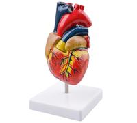 Behogan Modèle de cœur humain pour l'anatomie, modèle de cœur détaillé 1:1, modèles de cœur grandeur nature en 2 parties avec 34 marqueurs anatomiques et base en PVC pour l'enseignement scolaire