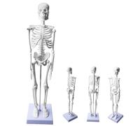 Behogan Modèle de squelette humain pour anatomie, 45 cm, petit squelette d'anatomie, modèle de squelette humain avec bras et jambes mobiles, modèle de corps humain pour cours d'anatomie