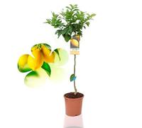 Beija-flores - Citronnier 4 Saison Medium H-60/100 cm