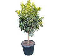 Beija-flores - Citronnier 4 Saison XL H-110/130CM