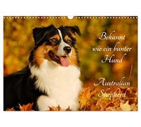 Bekannt wie ein bunter Hund. Australian Shepherd (Wandkalender 2026 DIN A3 quer), CALVENDO Monatskalender: Der Australian Shepherd, auch liebevoll Aussie genannt auf 13 wunderschönen Fotos