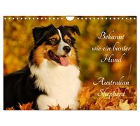 Bekannt wie ein bunter Hund. Australian Shepherd (Wandkalender 2026 DIN A4 quer), CALVENDO Monatskalender: Der Australian Shepherd, auch liebevoll Aussie genannt auf 13 wunderschönen Fotos