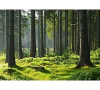 BELECO 2.5x1.8m Toile de Fond Forêt de Mousse Verte Grands Arbres | Décor Forêt de Mousse Verte Grands Toile de Fond Mousse et Profondeur Verte pour Portraits Nature Accessoires Photobooth