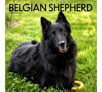 Belgian Shepherd Calendar 2027: Herding Dog Portraits and Breed Scenes