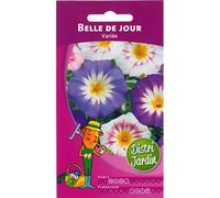 Belle de jour Variée