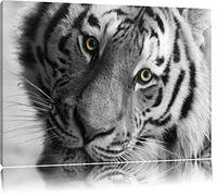 belle image tigre noir / blanc sur toile, énorme XXL photos complètement encadrée avec civière, impression d'art sur ??la photo murale avec cadre, moins cher que la peinture ou une peinture à l'huile, pas une affiche ou une bannière