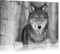 belle loup vigilant noir / blanc Taille: 60x40 sur toile, énorme XXL Photos complètement encadrée avec civière, art impression sur murale avec cadre, moins cher que la peinture ou la peinture à l'huile, aucune affiche ou un poster