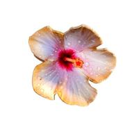 Belle pince à cheveux en forme de fleur artificielle avec une forte prise en main - Convient pour différents types de cheveux - Accessoire élégant