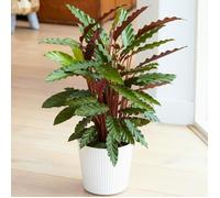 Belle Plante d'Intérieur Calathea Elger Grass Purificatrice d'Air en Pot de 30 à 40 cm