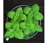Belle plante menthe Terres de Romagne