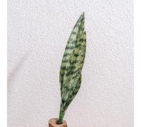 Belle plante serpent en PVC pour décoration de maison et de bureau, pas d'arrosage ou de lumière du soleil nécessaire pour le plaisir (B)