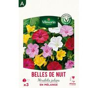 Belles de nuit Mirabilis Jalapa en Mélange (x3)
