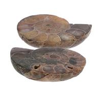 BELLIFFY 2 pièces Ammonite Naturelle Madagascar Spécimens Fossiles Conque Tranchée Gemme pour Kit Archéologie Garçon Fille Collection Scientifique