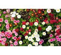 Bellis perennis - Pâquerette en melange