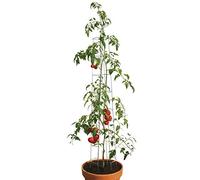 bellissa Tomatenturm - 90401 - Aide à l'escalade pour tomates et concombres - Support pour la Plantation de légumes - diamètre 13 cm, Hauteur 180 cm
