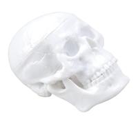 BELOWSYALER Figurine miniature de crâne humain pour étude d'anatomie médicale et sculpture artistique avec menton mobile