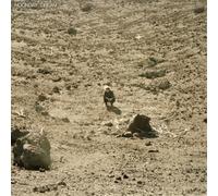 Ben Howard Noonday Dream (Vinyl) Deluxe 12" Album Box Set