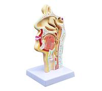 Benefischl Modèle médical du nez anatomique humain Anatomie de la gorge Anatomie pour les classes scientifiques Études Affichage Le modèle médical enseigne