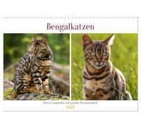 Bengalkatzen - Kleine Leoparden mit großer Persönlichkeit (Wandkalender 2027 DIN A3 quer), CALVENDO Monatskalender: Zwei junge Bengalenkater erkunden die Natur