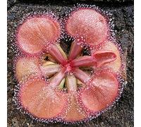 Benoon Drosera - Semi di Falconeri, 20 pezzi/Bag Drosera Falconeri Semi Rari Carnivore Attraenti Pieni di Vitalità Sundew Semi