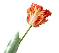 Benoon Fleur artificielle décorative de 68 cm - Perroquet 3D - Tulipe - Toucher réaliste - Décoration pour la maison ou le jardin