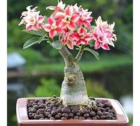 Benoon Semi Di Adenium Obesum. 100 Pz/Borsa Semi Di Adenium Obesum Non OGM Facile Da Coltivare Semi Di Adenium Obesum Rosa Del Deserto Di Tipo Misto Per Giardino Seme di Adenium
