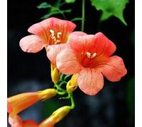 Benoon Semi Di Campsis Grandiflora, 100 Pz/Borsa Semi Di Campsis Grandiflora Fresco Facile Da Piantare Colore Misto Giardino Piante Rampicanti Colorate Semi Per La Casa Semi di Campsis Grandiflora