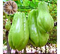 Benoon Semi Di Chayote, 20 Pezzi/Borsa Semi Di Chayote Bisogno Di Vitamina Nutriente Inclusa Semi Di Piante Di Chayote Naturale Per Giardino Semi di Chayote