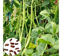 Benoon Semi Di Fagioli Lunghi, Semi Da 100 Pezzi/Borsa Semi Da Giardino Ecologici A Grano Pieno Mini Non OGM Per Giardino Semi di fagioli lunghi