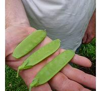 Benoon Semi Di Fagioli Olandesi, 100 Pezzi/Borsa Semi Di Fagioli Olandesi Semi Di Piselli Dolci Con Zucchero A Scatto Per Giardino Semi di fagioli olandesi