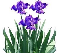 Benoon Semi Di Iris, 200 Pz/Borsa Semi Di Iris Facile Da Piantare Intense Fragranze Di Iris Colture Piante Da Giardino Semi Per Cortile Semi di Iris Germanica 2