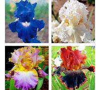 Benoon Semi Di Iris Germanica, 50 Pezzi/Borsa Semi Di Iris Germanica Vitali Semi Di Fiori Naturali Freschi Perenni Per Balcone Semi di Iris Germanica