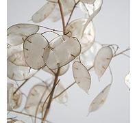 Benoon Semi Di Lunaria Annua, 20Pcs Semi Di Lunaria Annua Piantine Da Giardino Fiorite Ornamentali Ad Alta Germinazione Per Cortili Seme