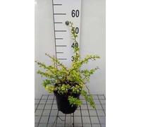 Berberis thunb. 'Golden Torch'® - Berbéris Golden Torch 30- 40 cm Conteneur