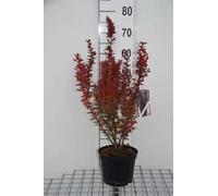 Berberis thunb. 'Harlequin' - Berbéris 30- 40 cm Conteneur