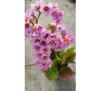 Bergenia cordifolia/Bergénie à feuilles cordées/Godet/Vivace