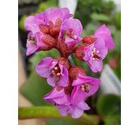 Bergenia cordifolia 'Rotblum' / Bergénie à feuilles cordées/Godet/Vivace