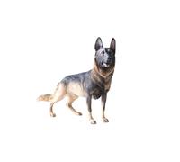 Berger allemand modèle Demu ornements de bureau noir dos simulation chien voiture bijoux posture debout cyan voiture décoration animal jardin pelouse maison art statue sculpture statue extérieure