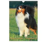 Berger australien, Version française (Calendrier mural 2026 DIN A4 portrait), Calendrier CALVENDO mensuel