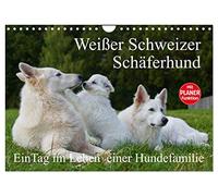 Berger blanc suisse - Une journée dans la vie d'une famille de chiens, Version française (Calendrier mural 2026 DIN A4 portrait), Calendrier CALVENDO mensuel