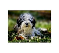 Berger polonais des Plaines，1000 Pièces Puzzle pour Adultes Puzzle Coloré 1000 Pièces Adultes, Puzzles Classiques Puzzle en Bois 1000 Pièces（75x50cm）-BA3