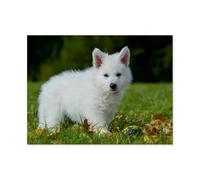 Berger Suisse Blanc，Puzzle 1000 Pièces pour Adultes Se Détendre Assembler Jeu Jouets en Papier Cadeau pour Aîné（50x70cm）-AP42