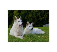 Berger Suisse Blanc，Puzzles Personnalisés, 1000 Pièces Puzzle en Papier, pour Enfants Adultes Famille Jeu Difficulté Défi Puzzles（50x70cm）-AP21