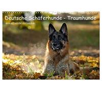 Bergers allemands - Chiens de rêve (calendrier mural 2026 DIN A3 paysage), calendrier mensuel CALVENDO : ils m'ont enchanté (animaux Calvendo)