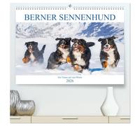 Berner Sennenhund - Ein Traum auf vier Pfoten (hochwertiger Premium Wandkalender 2026 DIN A2 quer), Kunstdruck in Hochglanz: Er ist traumhaft schön, ... 13 wundervolle Bilder dieser Traumhunde.