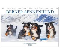 Berner Sennenhund - Ein Traum auf vier Pfoten (Tischkalender 2026 DIN A5 quer), CALVENDO Monatskalender: Er ist traumhaft schön, wenn nicht sogar die ... 13 wundervolle Bilder dieser Traumhunde.