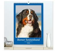 Berner Sennenhund - stark , schön und liebenswert (hochwertiger Premium Wandkalender 2026 DIN A2 hoch), Kunstdruck in Hochglanz: Der Berner Sennenhund, vorgestellt in 13 fabtastischen Fotos
