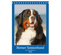 Berner Sennenhund - stark , schön und liebenswert (Tischkalender 2026 DIN A5 hoch), CALVENDO Monatskalender: Der Berner Sennenhund, vorgestellt in 13 fabtastischen Fotos
